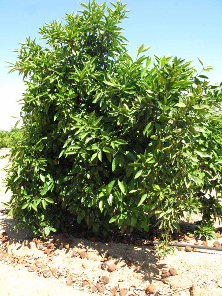            Habit (Riverside, CA)   